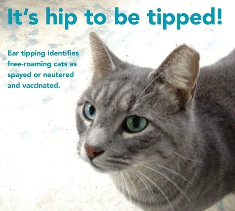 tipped ears