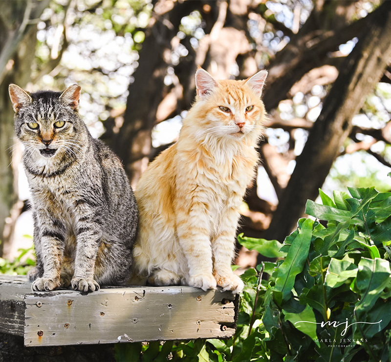 Abay kitties