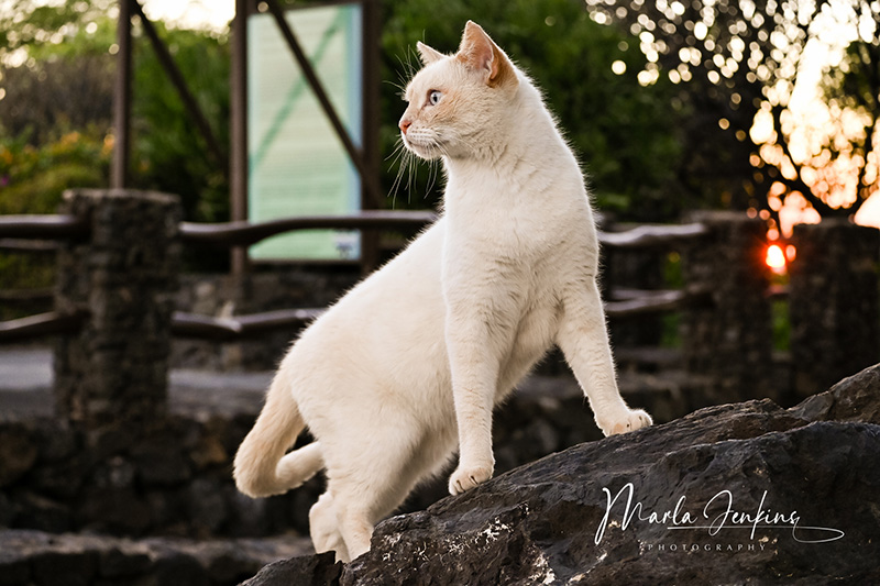 abaykitties white cat
