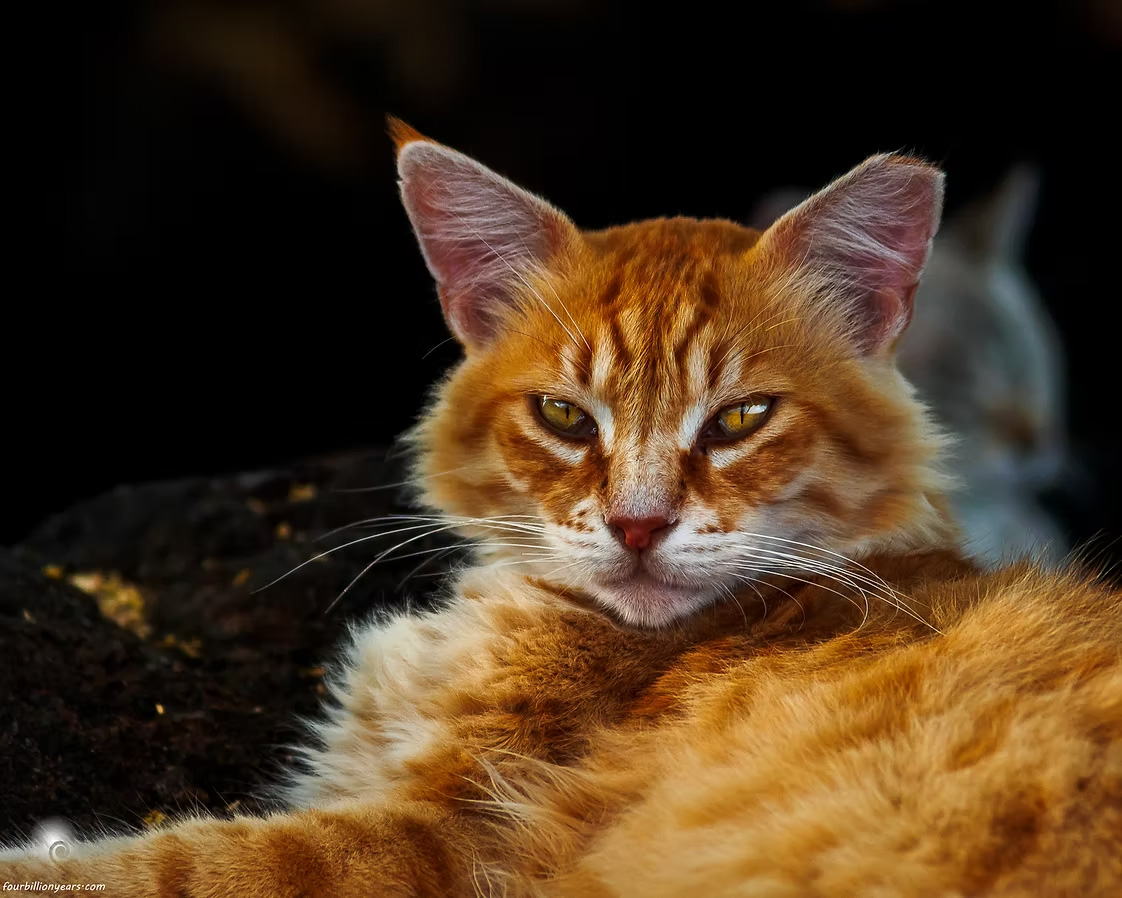 rusty cat