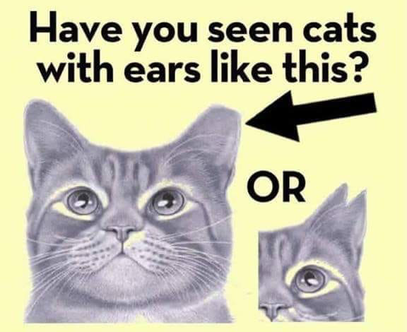 tipped notched cat ears